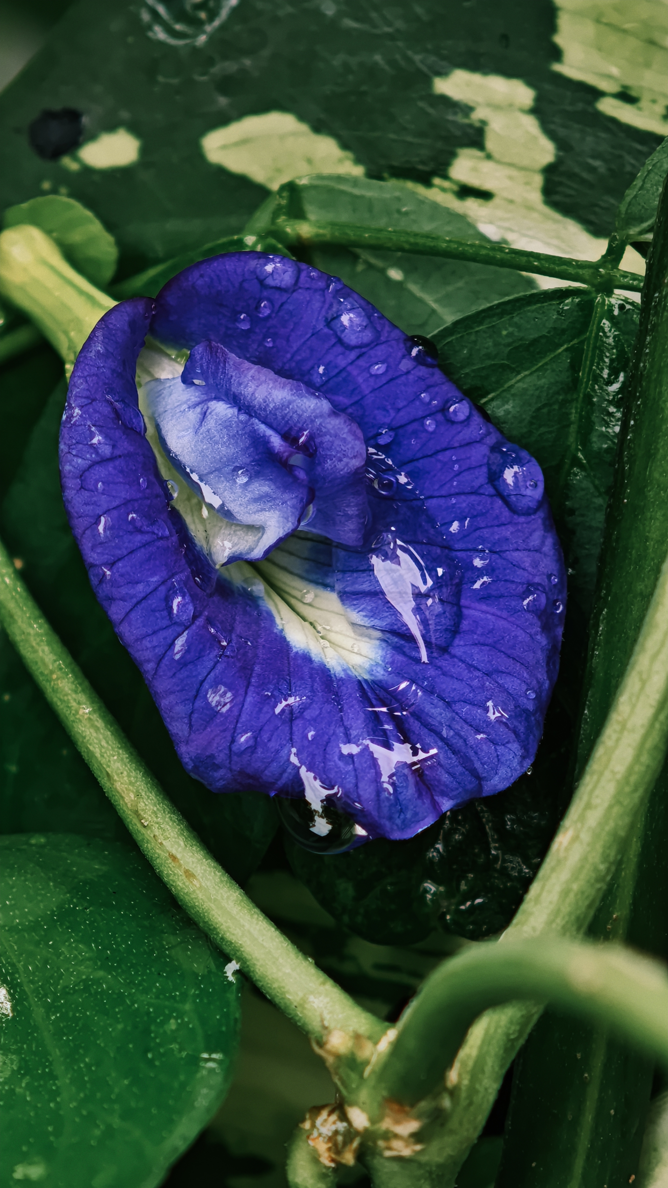 Images
