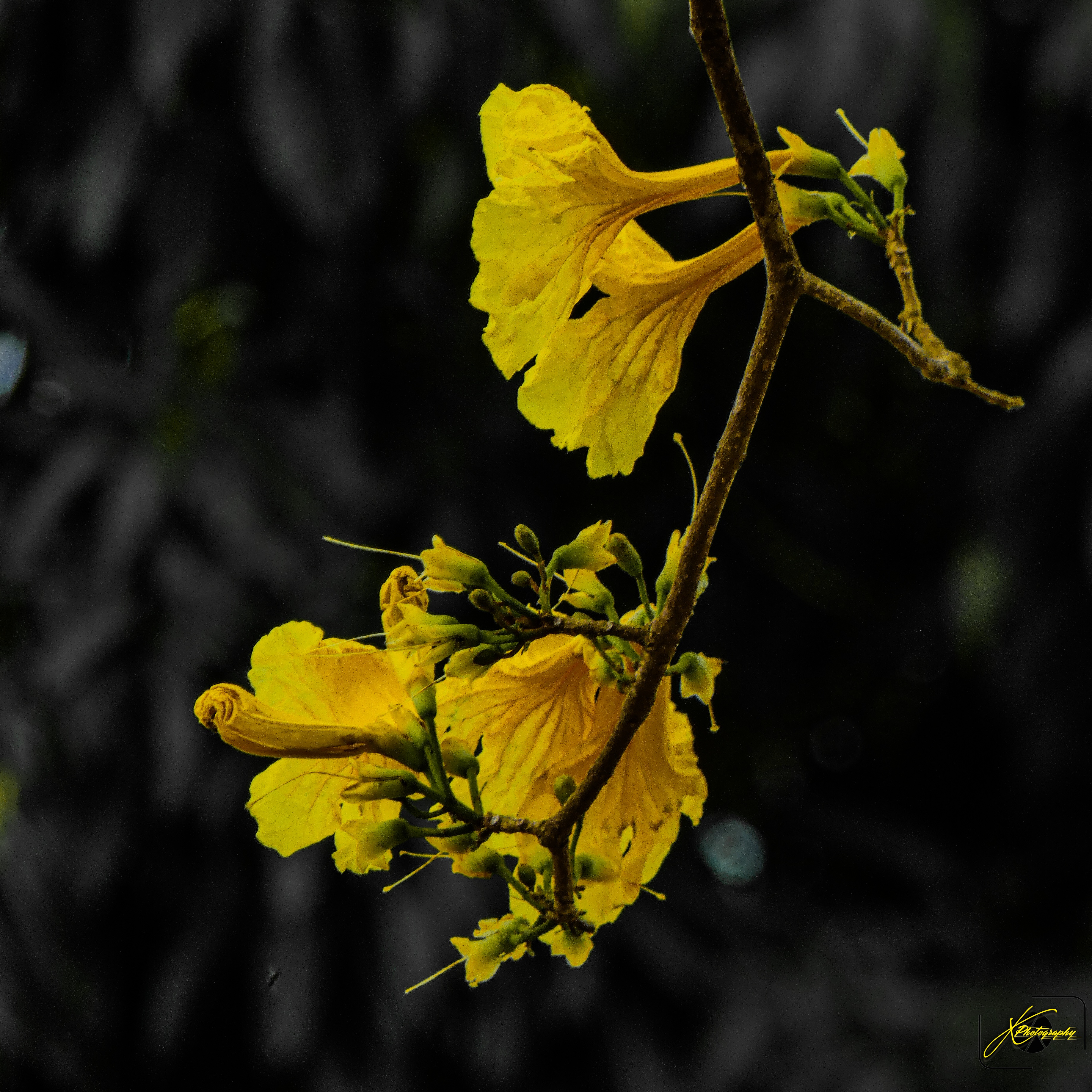 Images